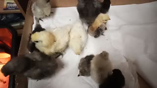 Silkie Chicks and a Belgian D'uccle Chick ( 18th August 2021 )