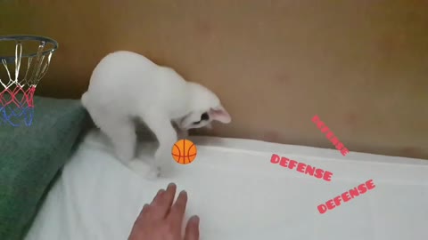 cat Playing ball with a baby, dunking.