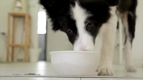 🌎animale dog-drinking-pet-food-thirsty
