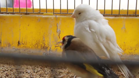 Animals Avian Beaks Birds Cage Close Up Feathers Vertebrate