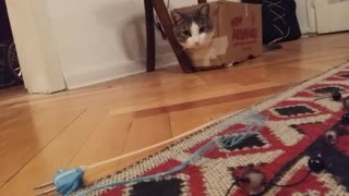 Cat loves boxes