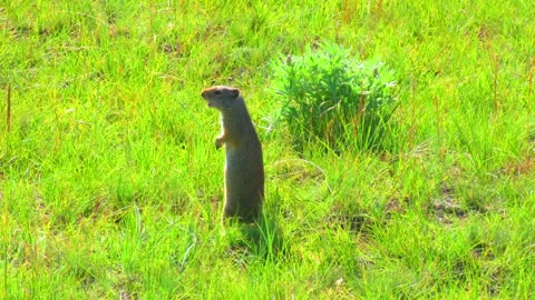 Ground Squirrel Making Noise