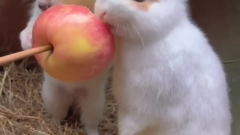 Dog and bunny chew apple together.cute little pets in the countryside