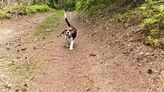 Beagle in Slow-Mo
