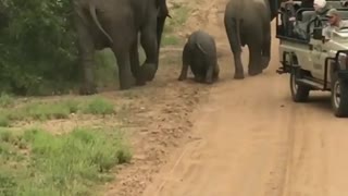 Baby elephant trip cant get up