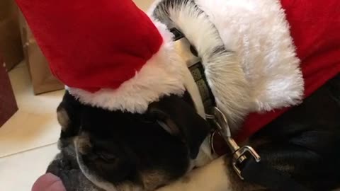 Indiana the Bulldog is Grumpy on Christmas