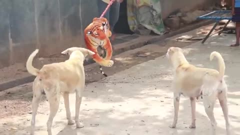 Big lion pran with dog video