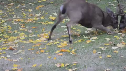 Young Deers fighting ....So much fun