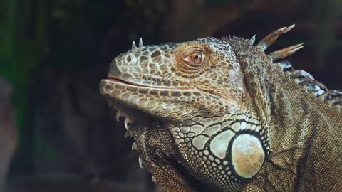 adult iguana terrarium zoo
