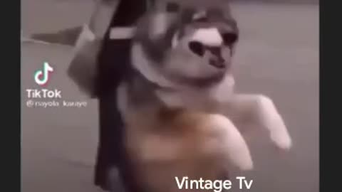 Siberian wolf dancing so funny and cute(try not to laugh)