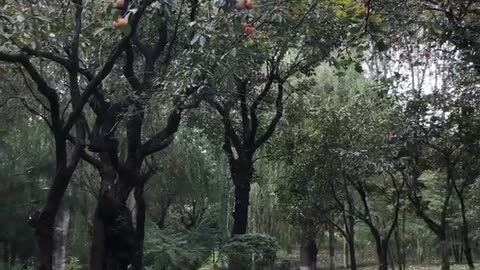 The branches are covered with red fruits, bending the branches