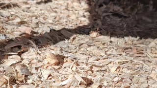 Cute chubby common Quail.