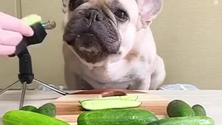 Funny dog chomping on some cucumbers. Nom Nom!