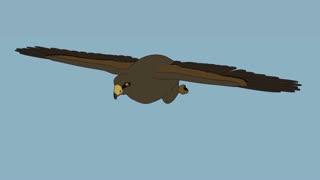 Golden Eagle Soaring [Animation]