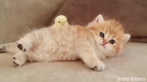 Kitten sleeps sweetly with the Chicken