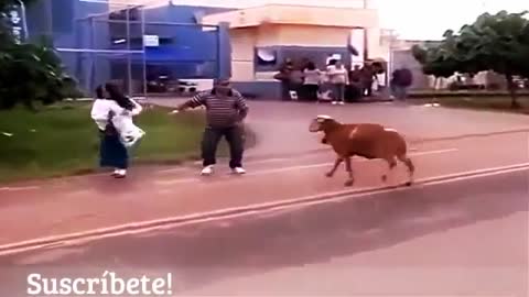 Video divertido de Cabra Loca atacando a transeúntes¡