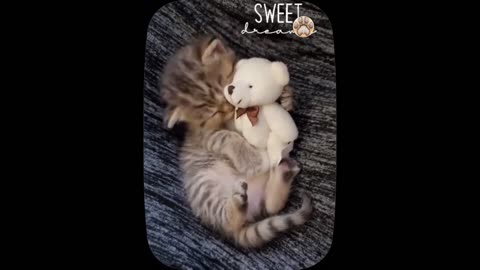 Cute little cat 😺 animals 2023 - Part 11