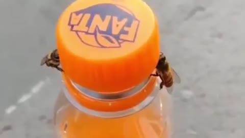 Two Bees open a pop bottle