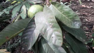 Guava fruit tree