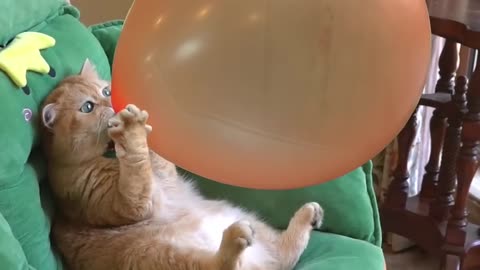 Cat bast moment in air balloon