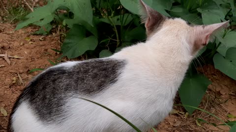 White cat, my loyal friend