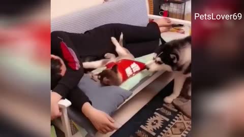 Cute Husky Kicks other Dog to Sleep with mum