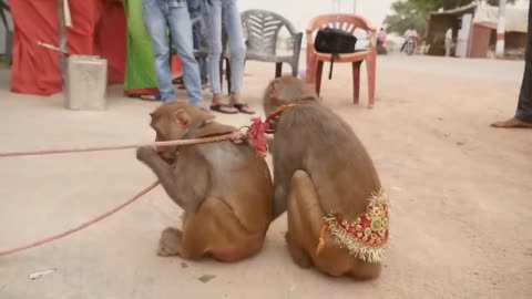 Funny Monkey Dance Video.Comedy Drama in India.