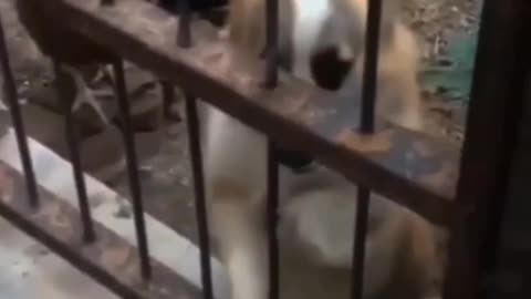 Cute dog realise it's mistake😂