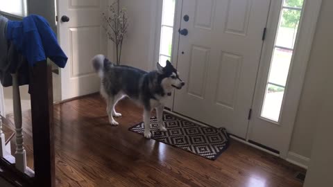 Husky deja en claro que está listo para ir a pasear