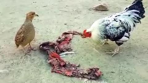 smart bird and chicken