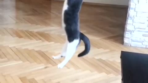 My cat's steep jump