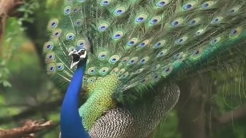 Peacock #photography #nature #shorts