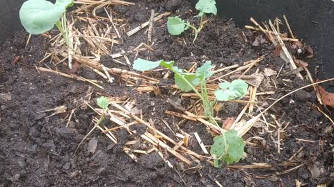 Frozen broccoli Seedling