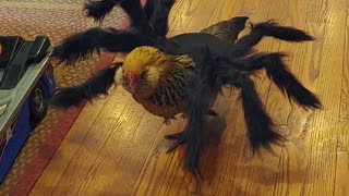 Chicken Lover Her New Halloween Costume