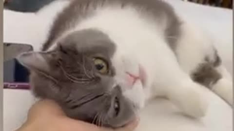 Cute😘 and Funny😅 Cat Videos to Keep You Smiling! 🐱