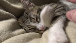 Kitten Sound Asleep