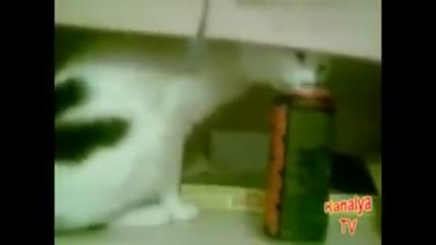 Animales borrachos videos graciosos xD !!