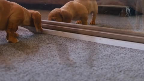 Dog vs Mirror Fight | Dog Fight Mirror #shorts