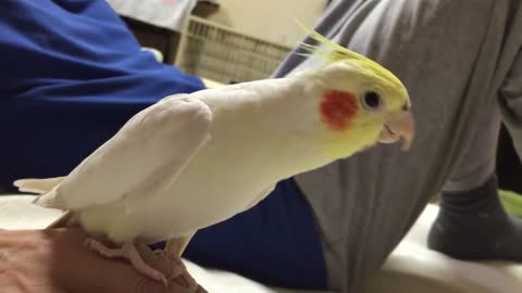 Sings Cockatiel