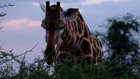 Animals (zebra, giraffe) no copyright video - vexento - strobe