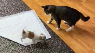 Cat Stunned by Chihuahua Energy