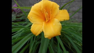 Song of the Day Lily