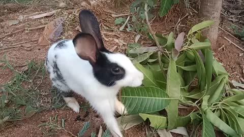 Cute rabbit