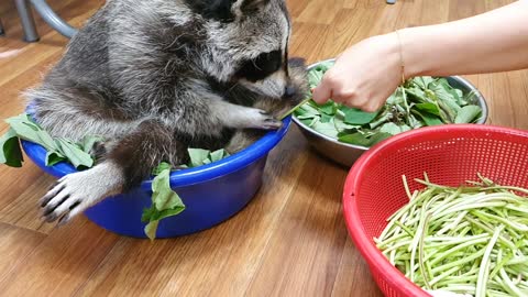 Raccoon's interfering with my mother's work.