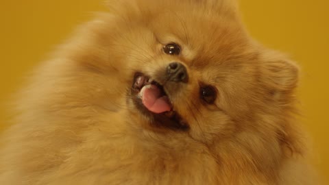 Cute Pomeranian Dog Close-Up View