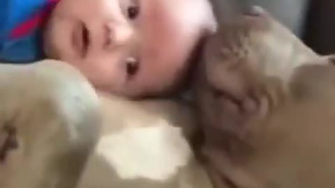 SUPER CUTE DOG WITH A BABY