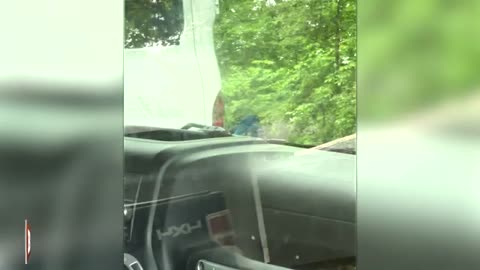 Unlikely Hitchhiker A Man Finds Bird Inside His Jeep