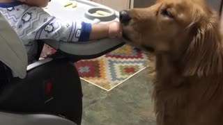 Baby girl preciously shares snacks with her doggy