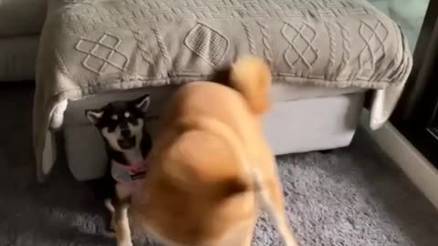 FATHER DOG PLAYING WITH BABY PUPPY 😍😍 AMAZING VIDEO