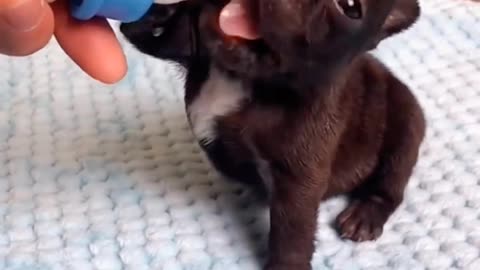 Cute Puppy